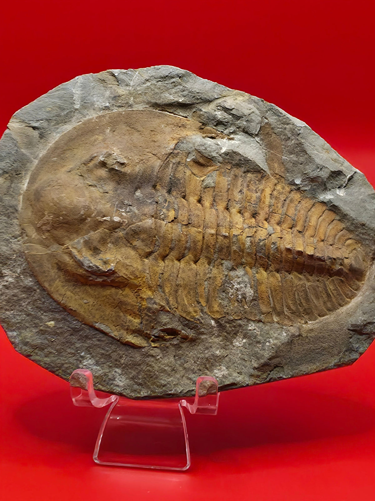 Fossils
