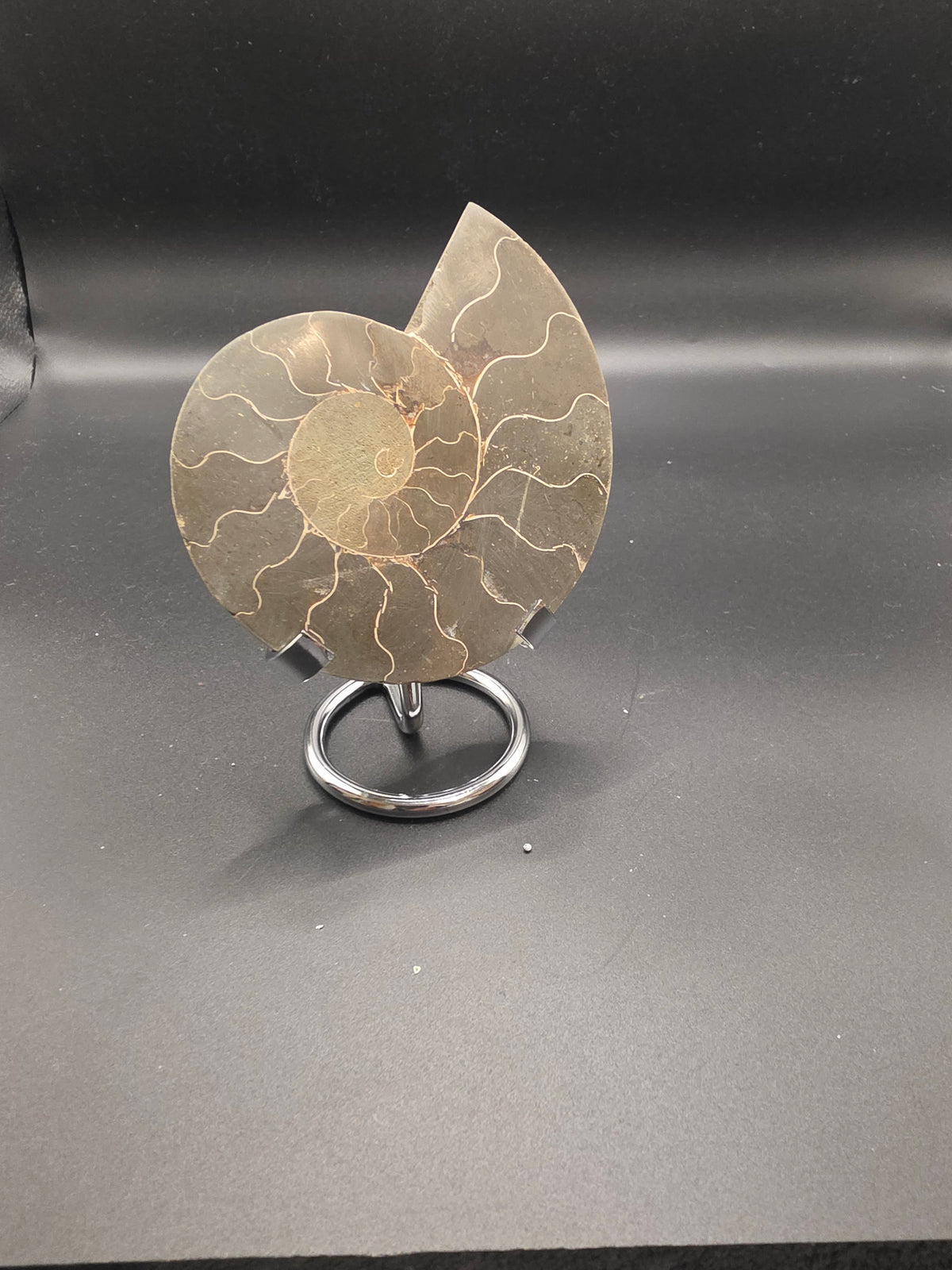Sliced Polished Ammonite – 120g