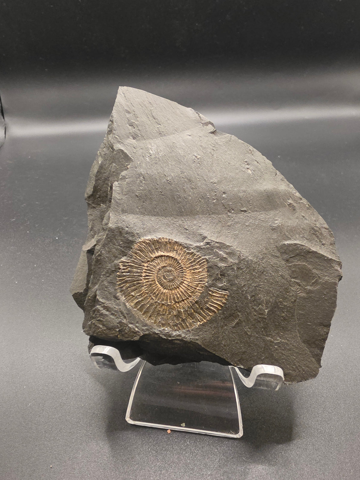 Ammonite Impression in Shale – 130g