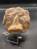 Megalodon Tooth in Matrix – 286g