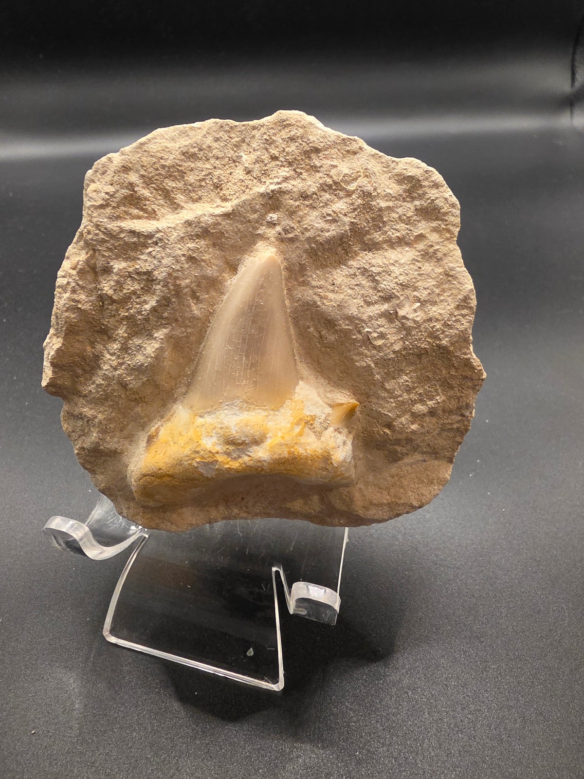 Megalodon Tooth in Matrix – 286g