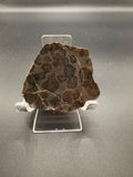 Inzeria intia Stromatolite – 89g, Alice Springs NT (800 Million Years Old)