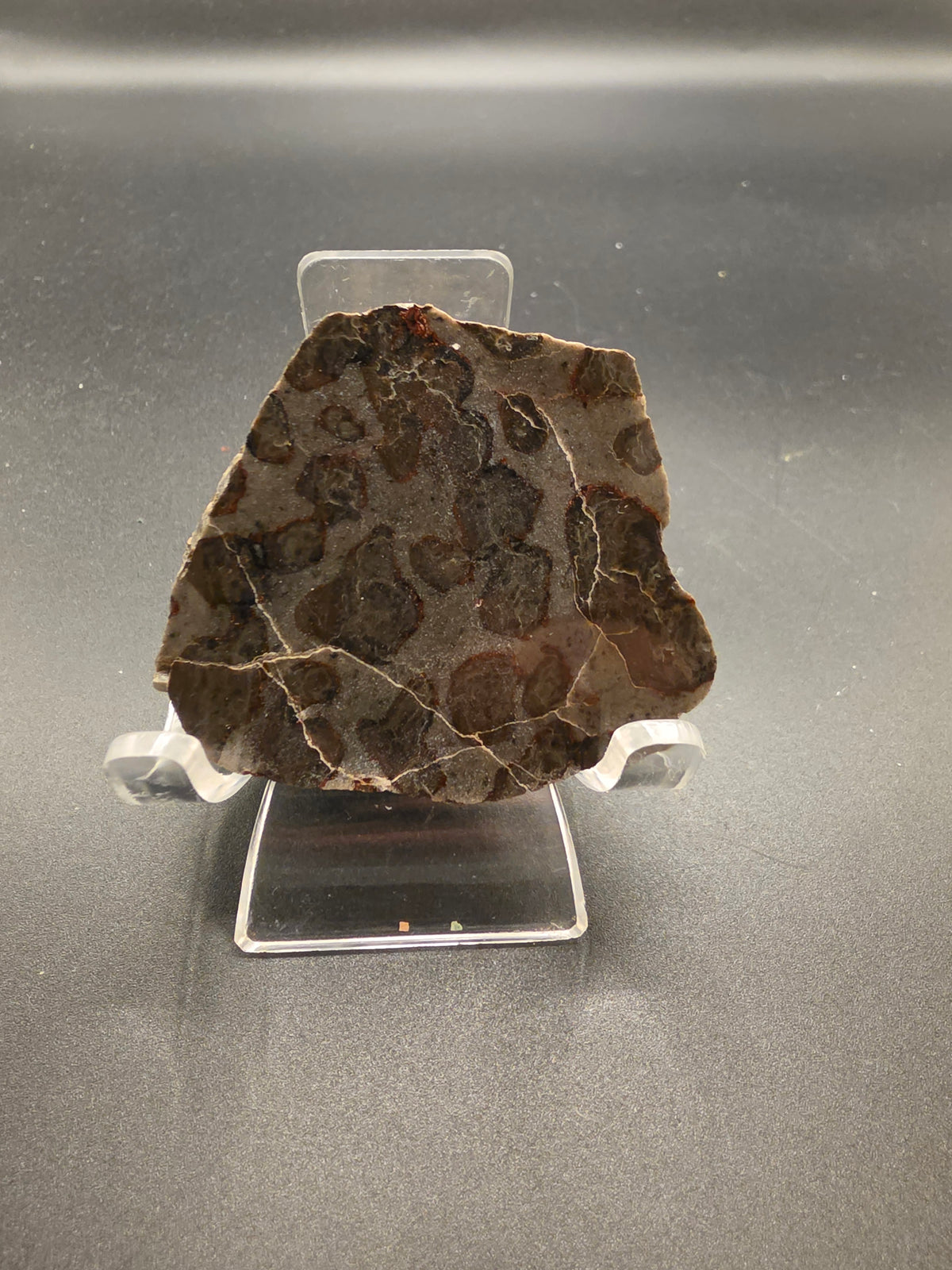 Inzeria intia Stromatolite – 89g, Alice Springs NT (800 Million Years Old)