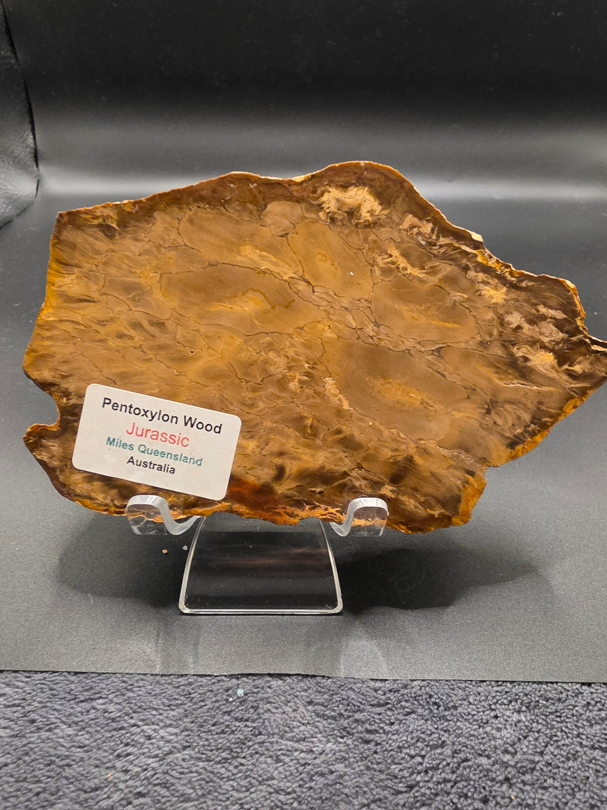Pentoxylon Wood Fossil – 350g, Jurassic, Miles QLD