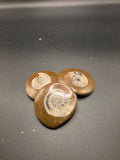Polished Ammonite – 20g