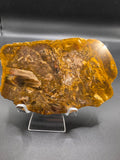Agathoxylon Fossil Wood – 189g, Orallo Formation, Miles QLD (Polished One Side)