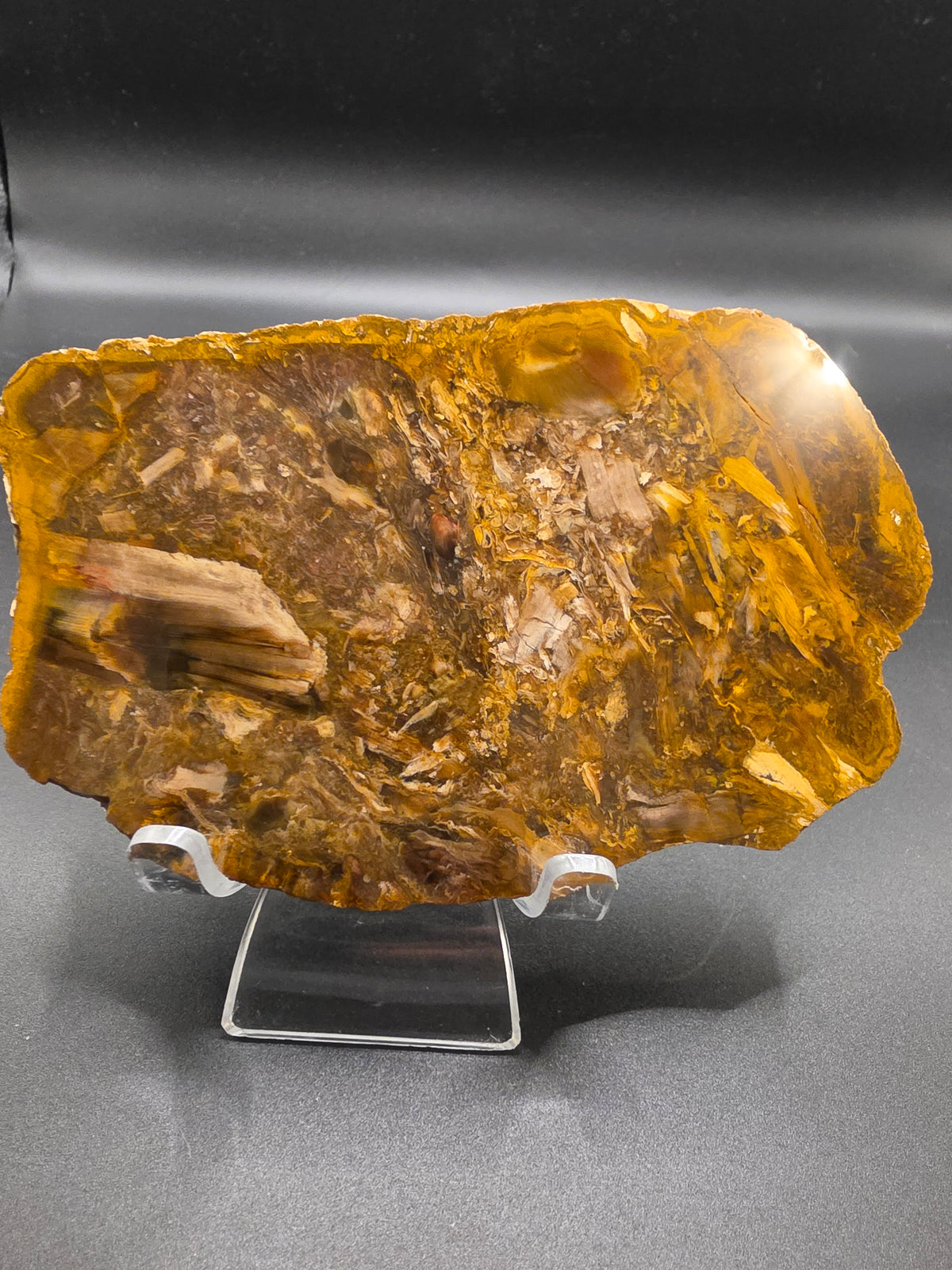 Agathoxylon Fossil Wood – 189g, Orallo Formation, Miles QLD (Polished One Side)