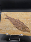 Knightia eocaena Fossil Fish – 242g, Fossil Lake Safari Quarry, Kemmerer, Wyoming (Mud Layer)