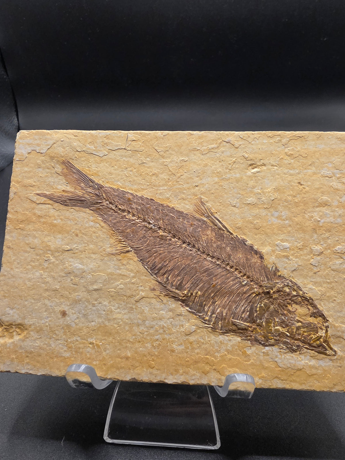 Knightia eocaena Fossil Fish – 242g, Fossil Lake Safari Quarry, Kemmerer, Wyoming (Mud Layer)