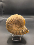 Fossilised Ammonite – 500g