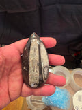 Orthoceras Fossil