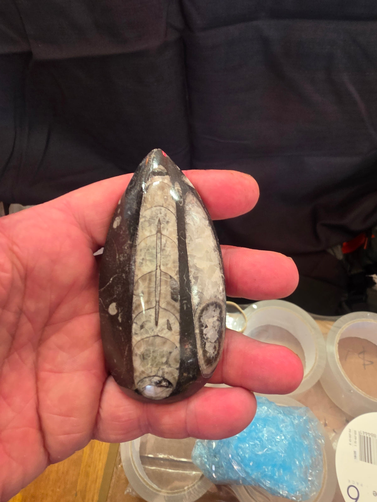 Orthoceras Fossil
