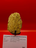Triceratops horridus Limb Bone Section – Hell Creek Formation, South Dakota