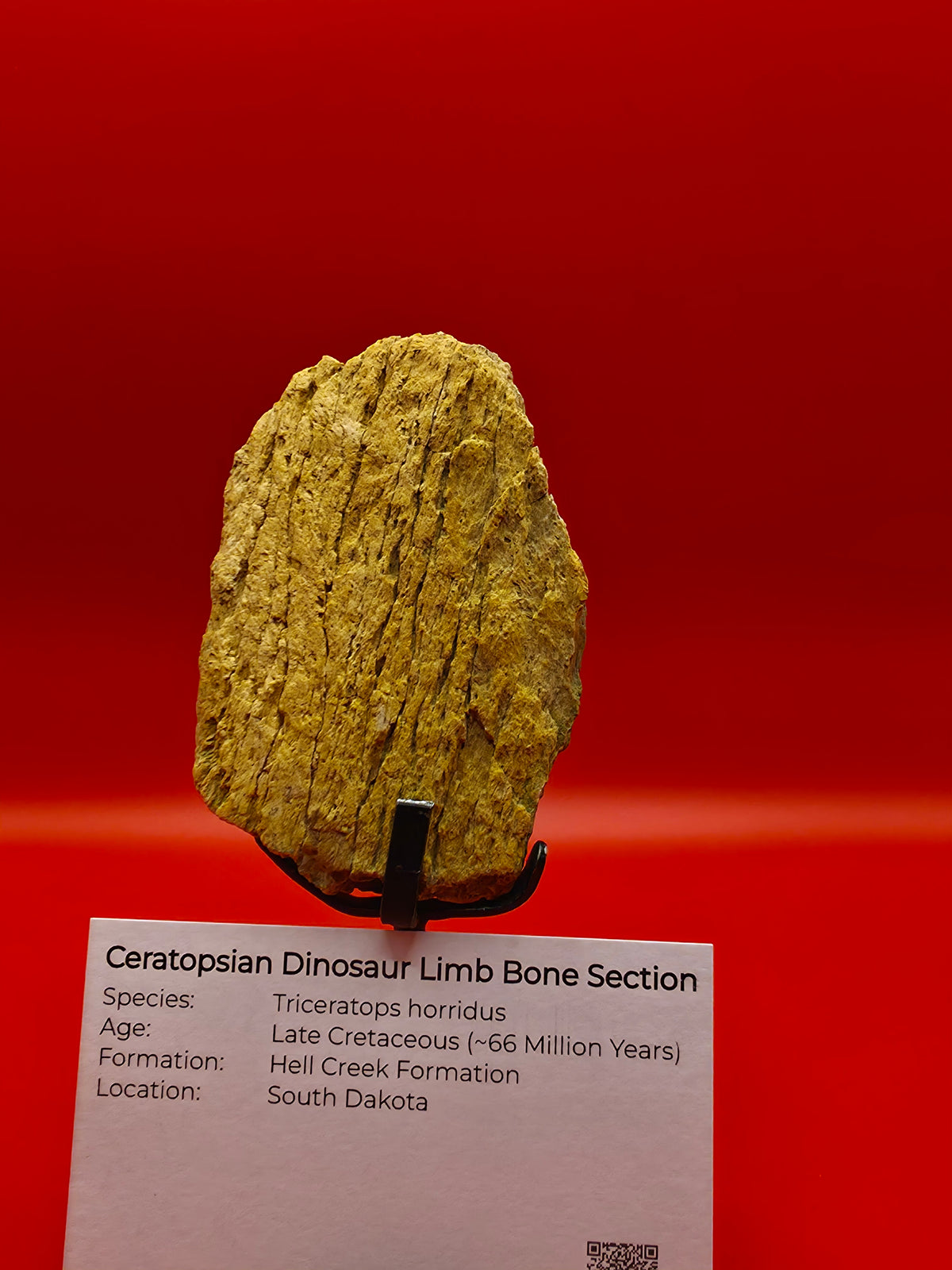 Triceratops horridus Limb Bone Section – Hell Creek Formation, South Dakota