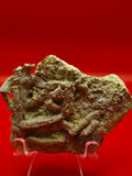 Rare Urasterella in Matrix – Bromide Formation, Criner Hills, Oklahoma