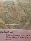 Inzeria tjomusi Stromatolite – Large Specimen | Katavskaya Formation, Bashkortostan, Russia