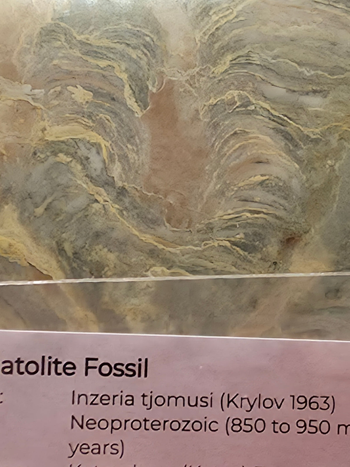 Inzeria tjomusi Stromatolite – Large Specimen | Katavskaya Formation, Bashkortostan, Russia