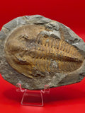 Rare Fossilised Large Trilobite in Matrix
