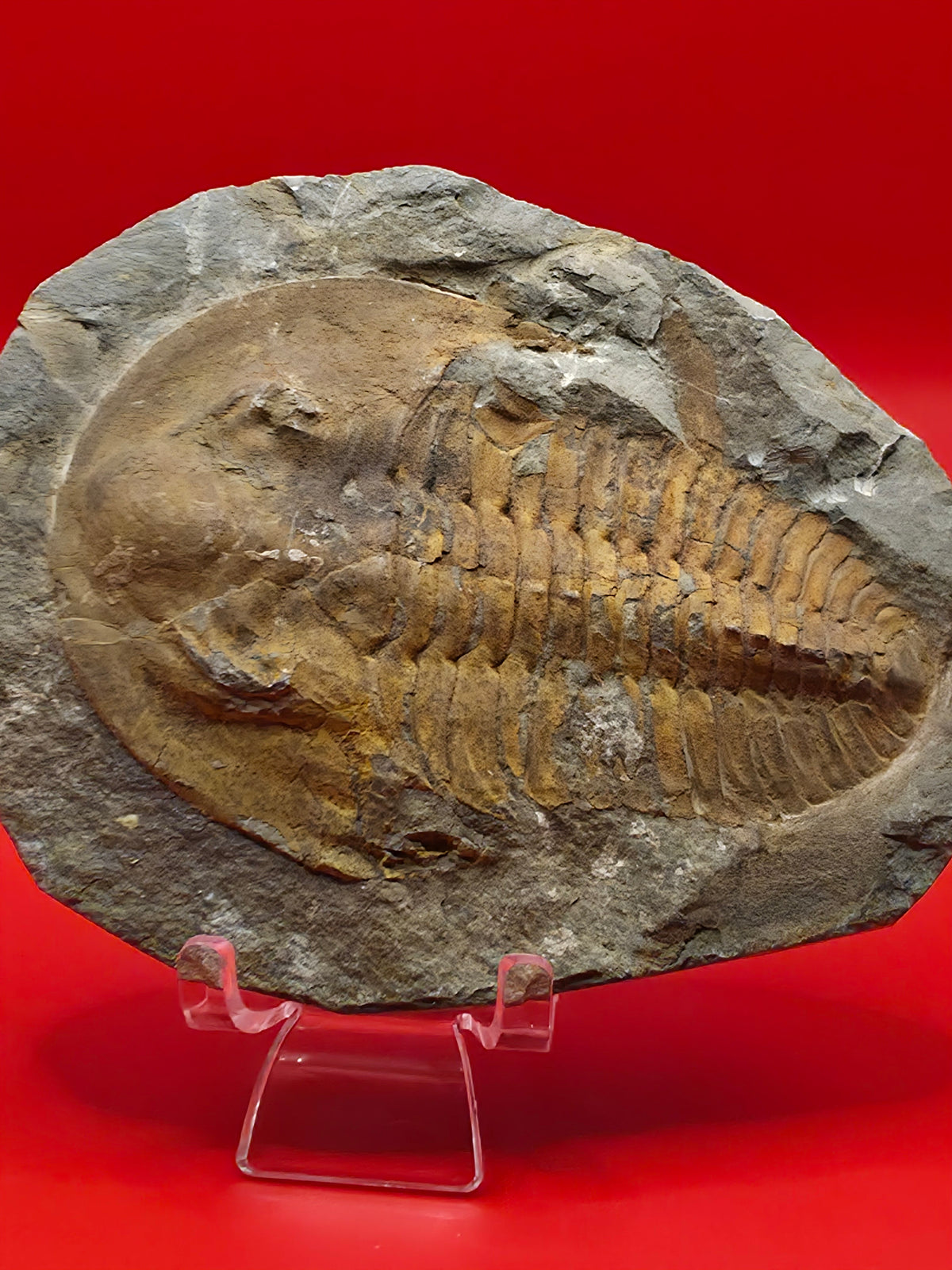 Rare Fossilised Large Trilobite in Matrix