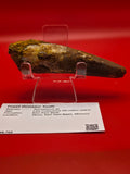 Spinosaurus Tooth – 130mm | Kem Kem Beds, Kaouz, Morocco