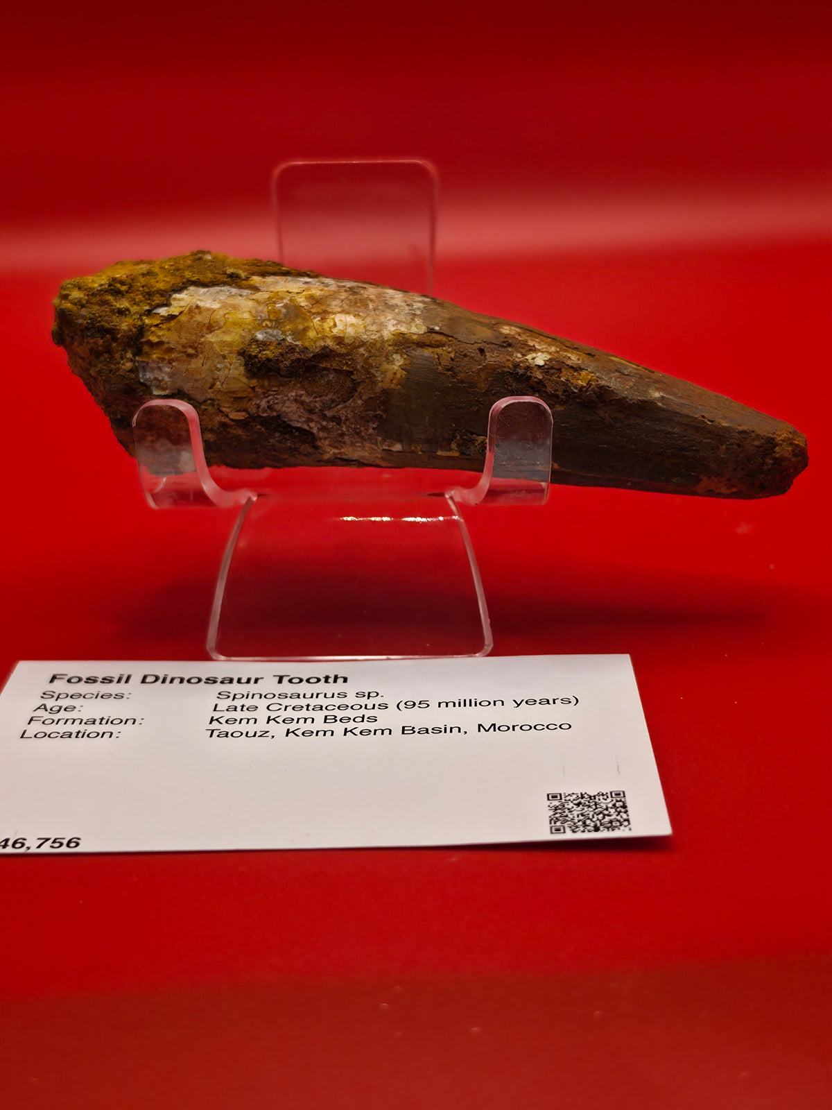 Spinosaurus Tooth – 130mm | Kem Kem Beds, Kaouz, Morocco