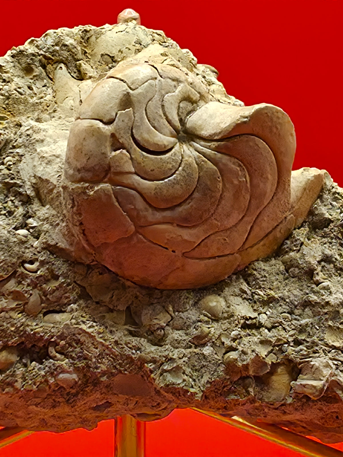 Aturia in Matrix – Early to Middle Eocene | Boujdour, Morocco