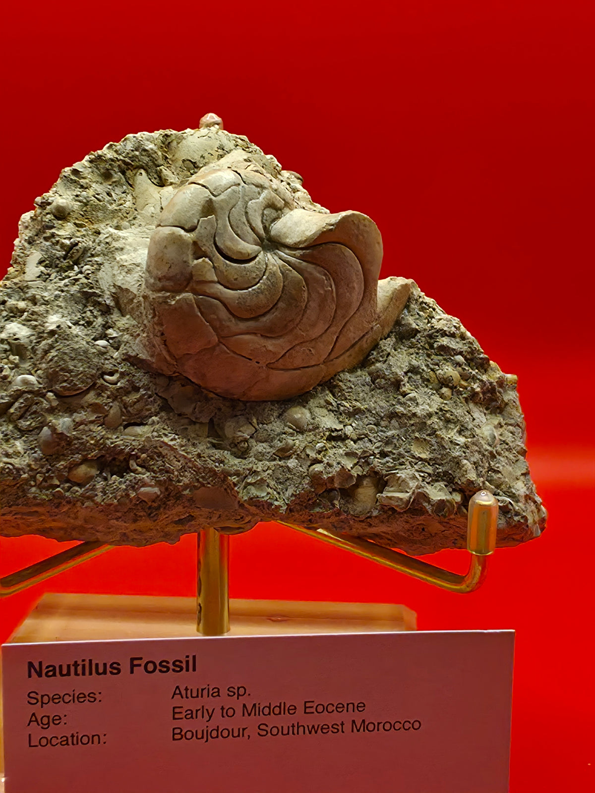 Aturia in Matrix – Early to Middle Eocene | Boujdour, Morocco