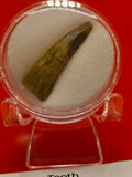 Siroccopteryx Tooth – 4cm | Kem Kem Basin, Morocco