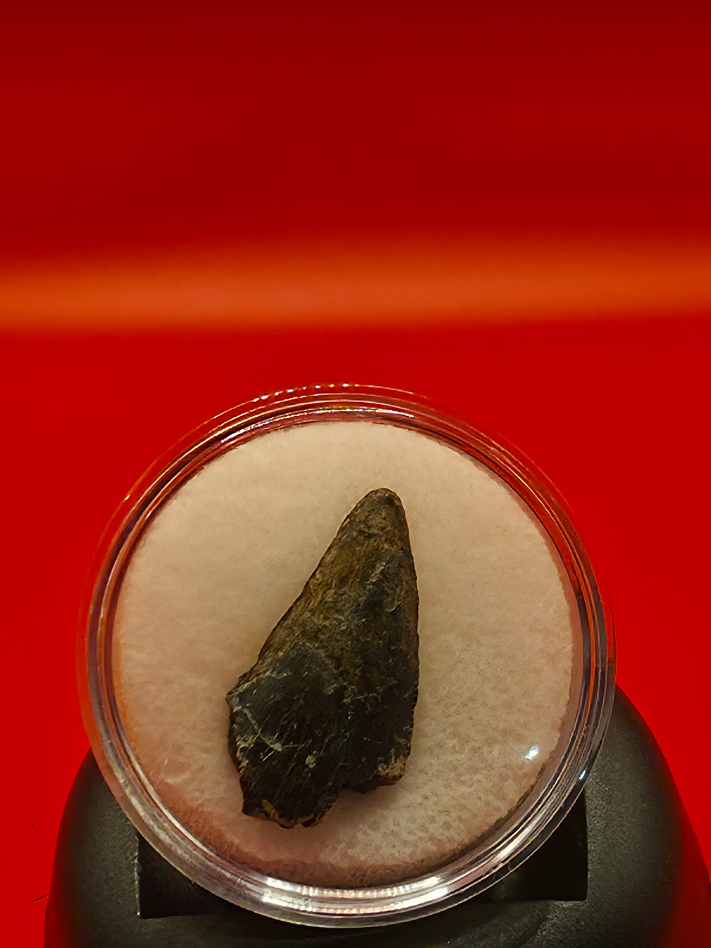 Nano Tyrannosaurus Tooth 0.98" – Hell Creek Formation, Montana