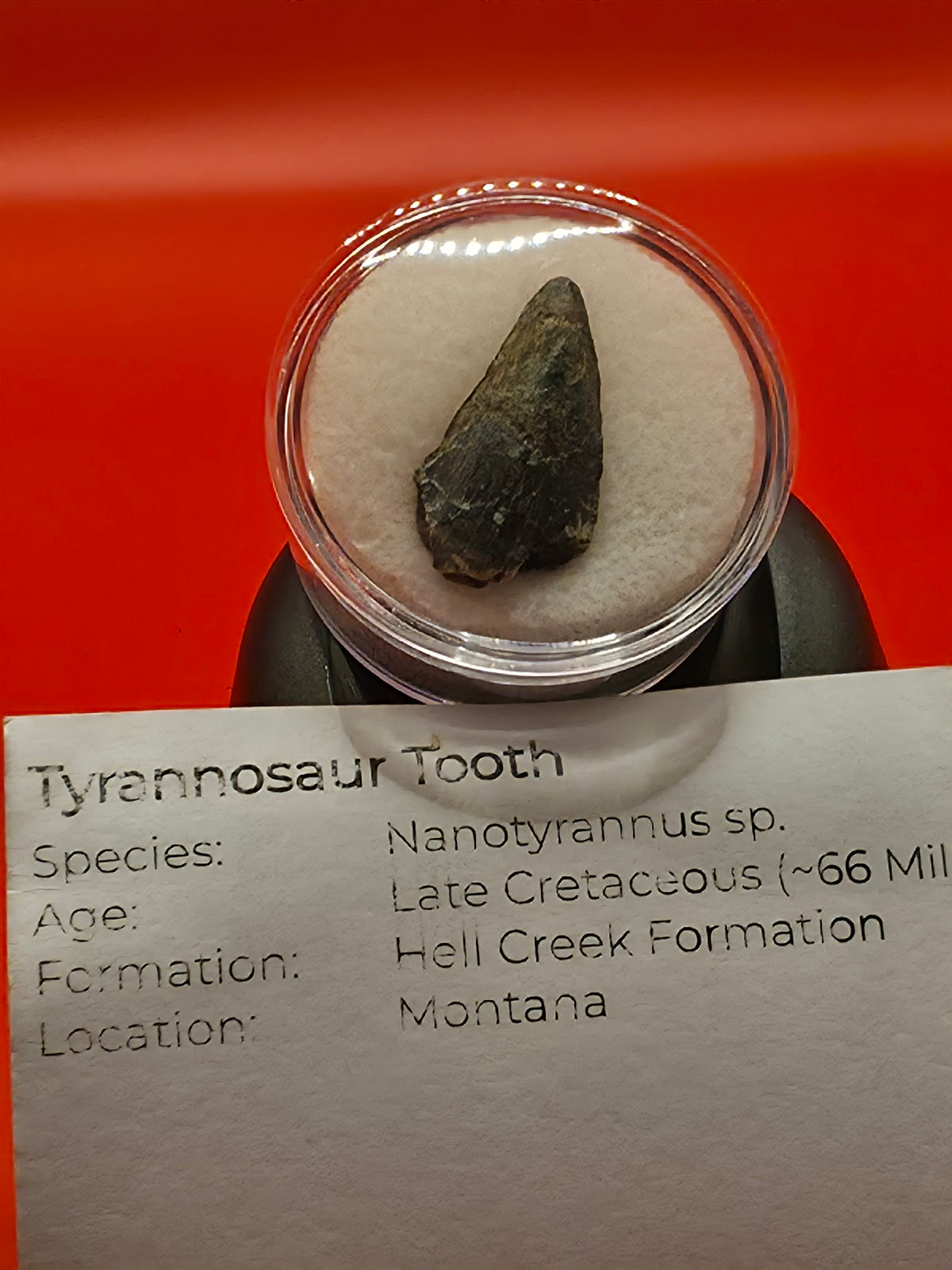 Nano Tyrannosaurus Tooth 0.98" – Hell Creek Formation, Montana