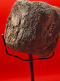 Hadrosaur Caudal Vertebra – Javelina Formation, Brewster County, Texas