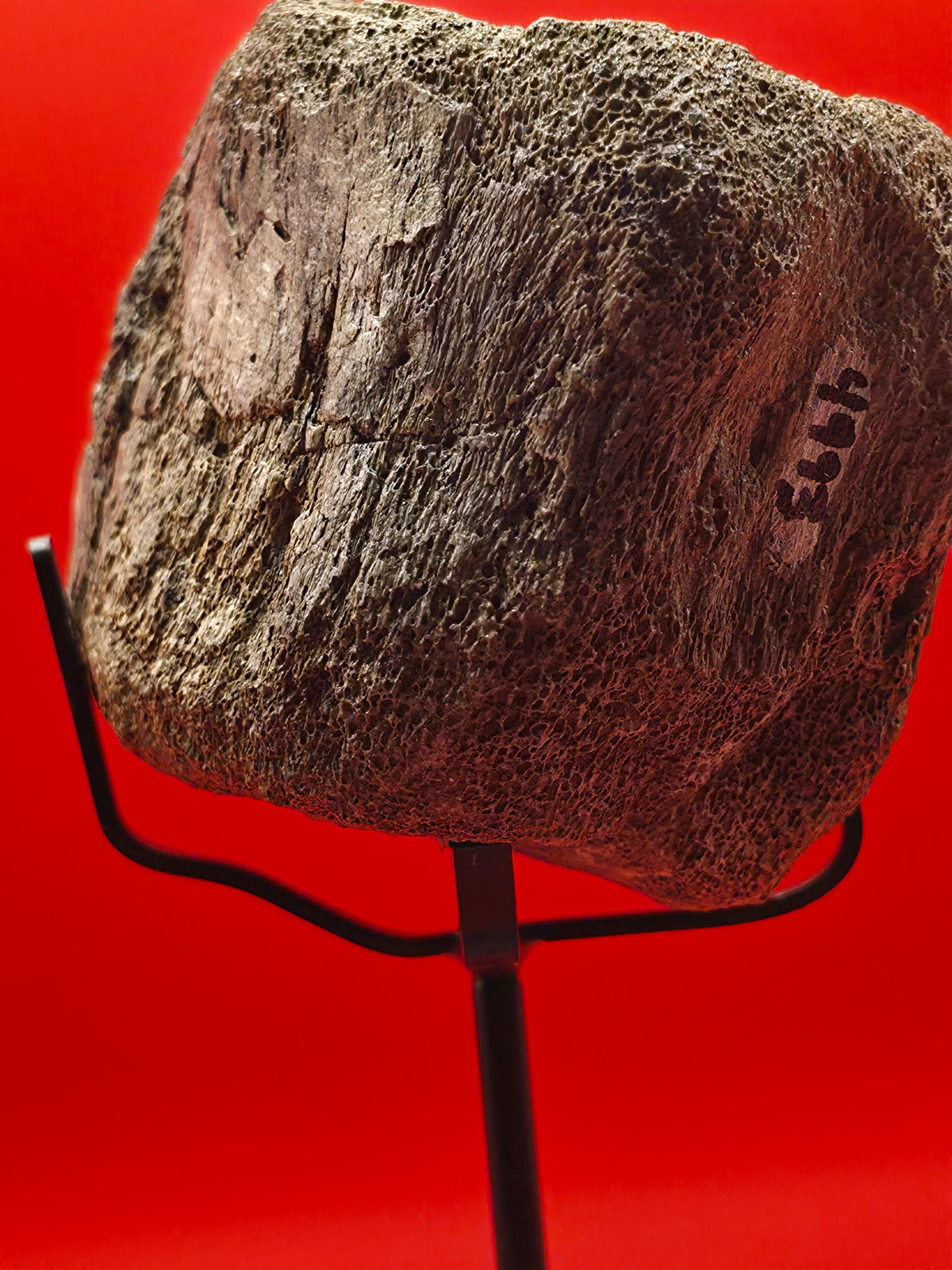 Hadrosaur Caudal Vertebra – Javelina Formation, Brewster County, Texas