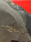 Ophiura in Matrix – Kataoua Formation, Draa Valley, Morocco
