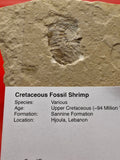 Fossilised Shrimp in Matrix – Sannine Formation, Hjoula, Lebanon