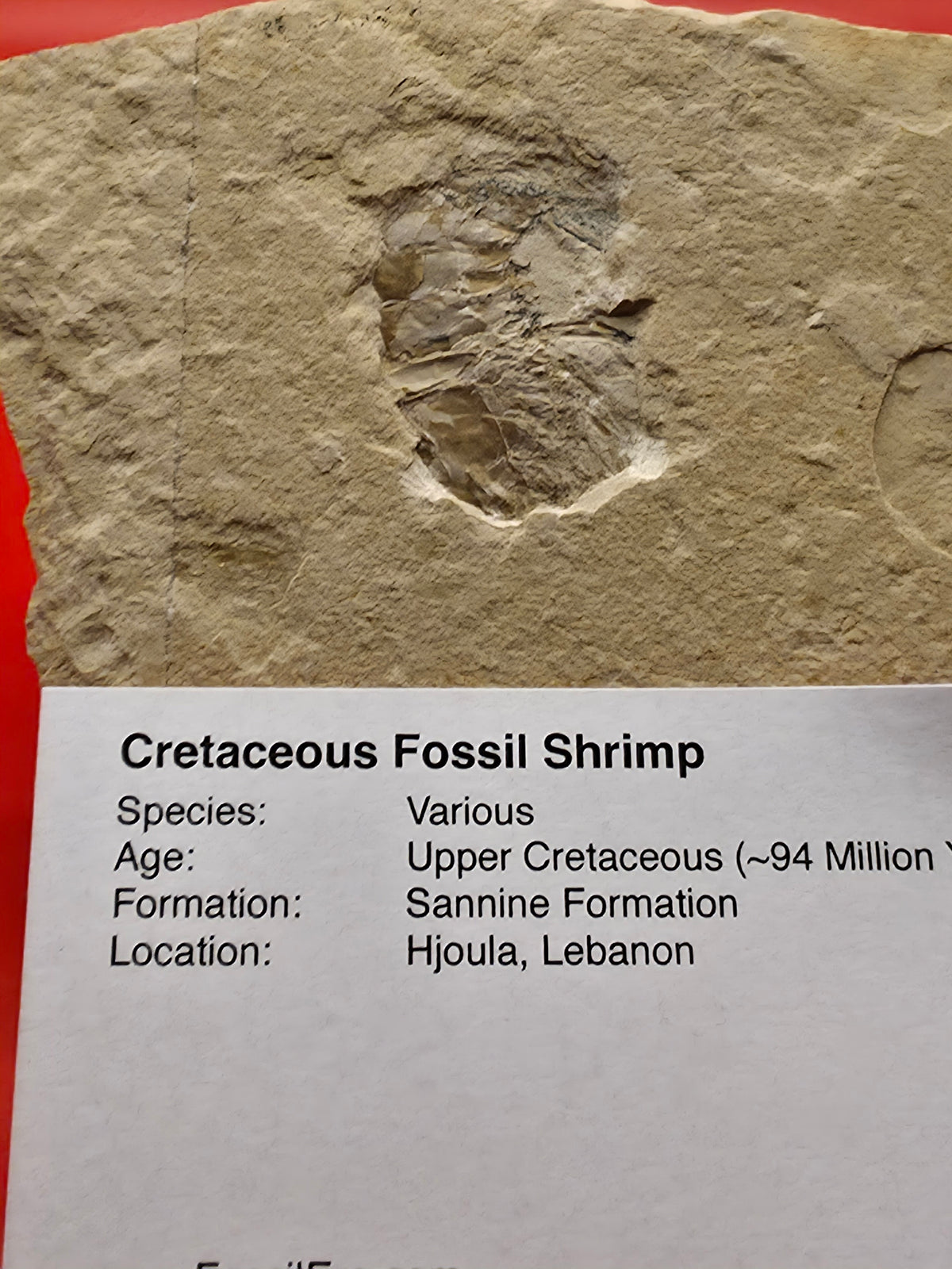 Fossilised Shrimp in Matrix – Sannine Formation, Hjoula, Lebanon