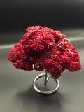 Blood Red Coral – Tubipora musica 49g | Italy