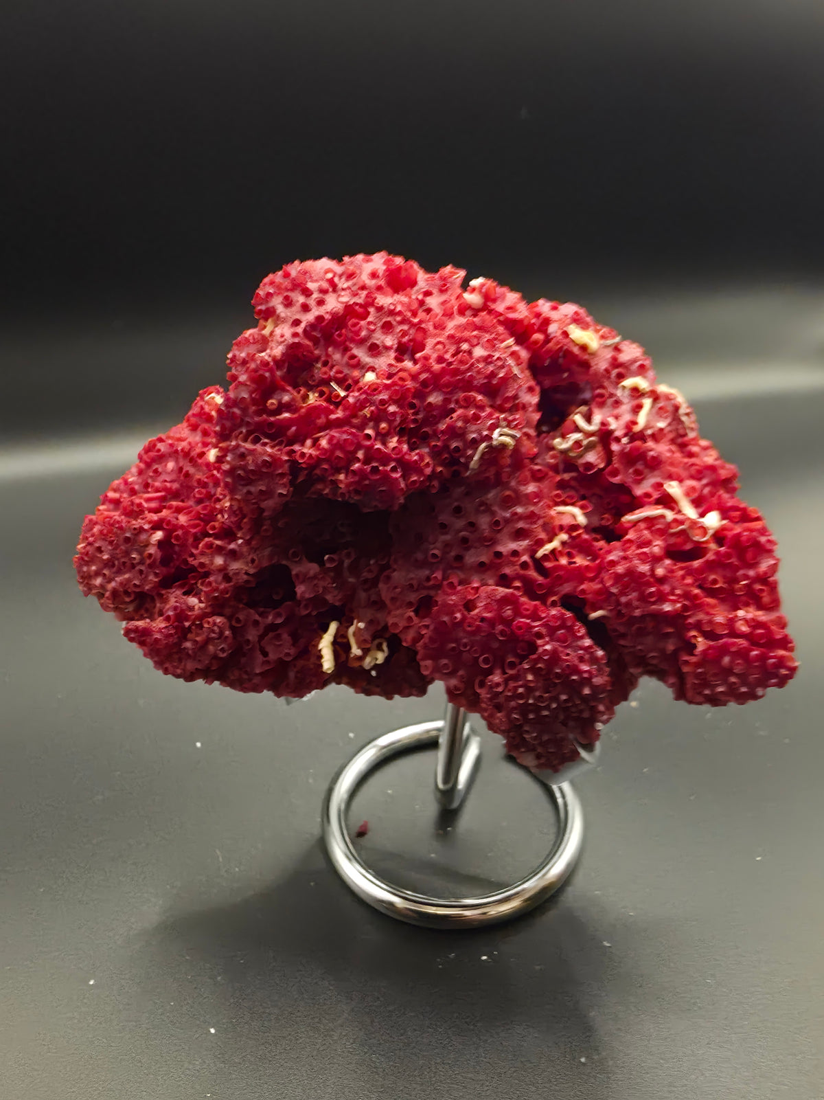 Blood Red Coral – Tubipora musica 49g | Italy