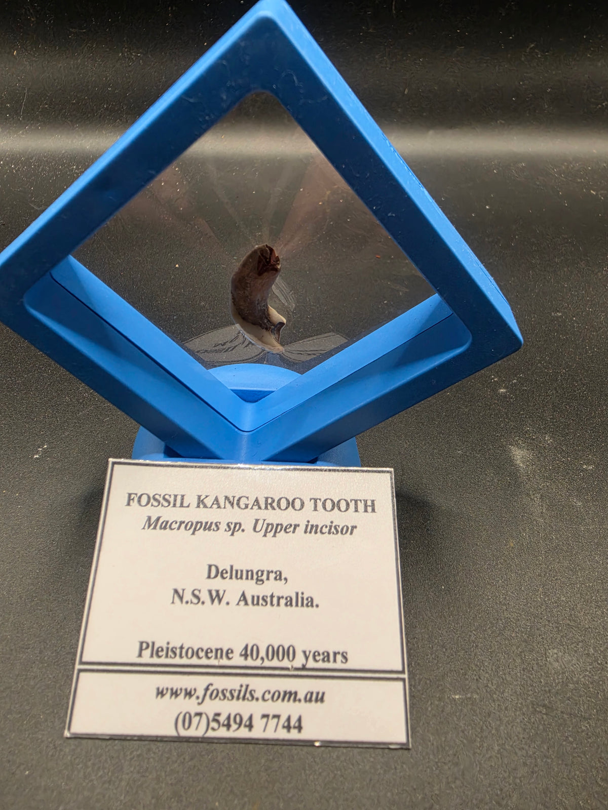 Macropus Fossil Upper Incisor Tooth – Pleistocene | Delungra, NSW