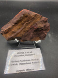 Otozamites feistmantelli Fossil Plant in Marburg Sandstone – Jurassic | Warwick, QLD