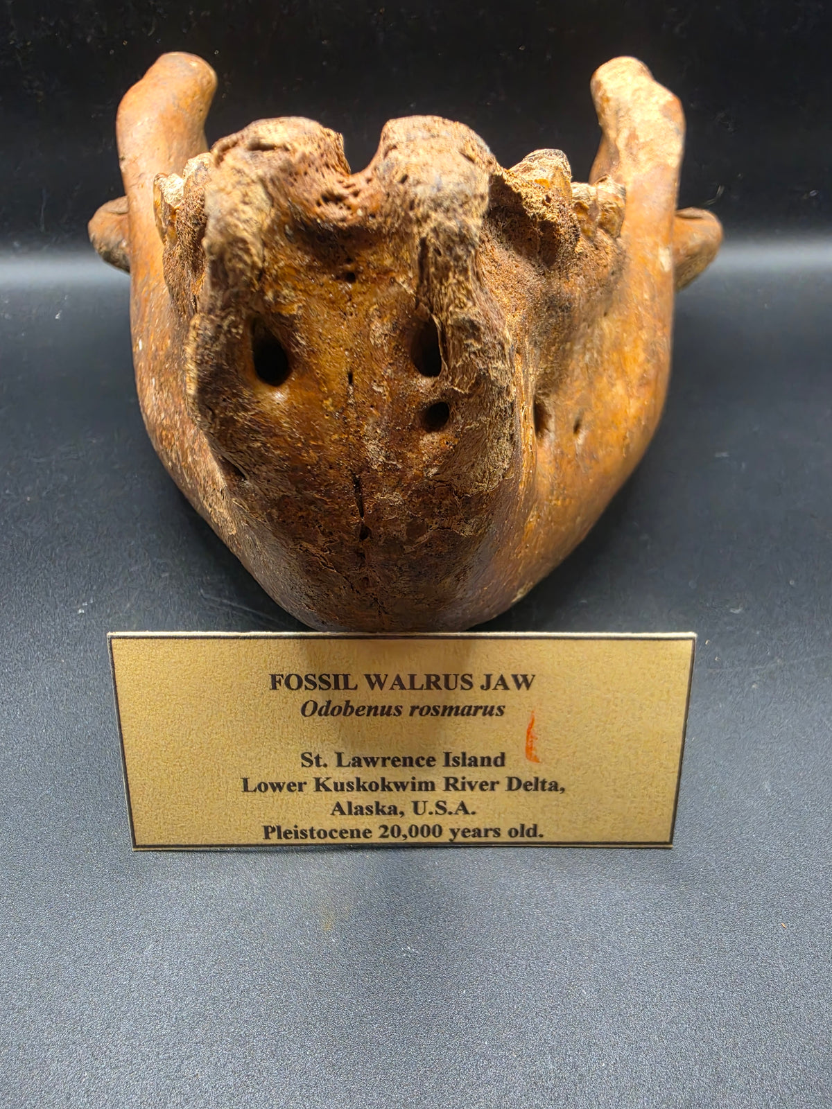 Odobenus rosmarus Fossil Full Lower Mandible – Pleistocene | St. Lawrence Island, Alaska