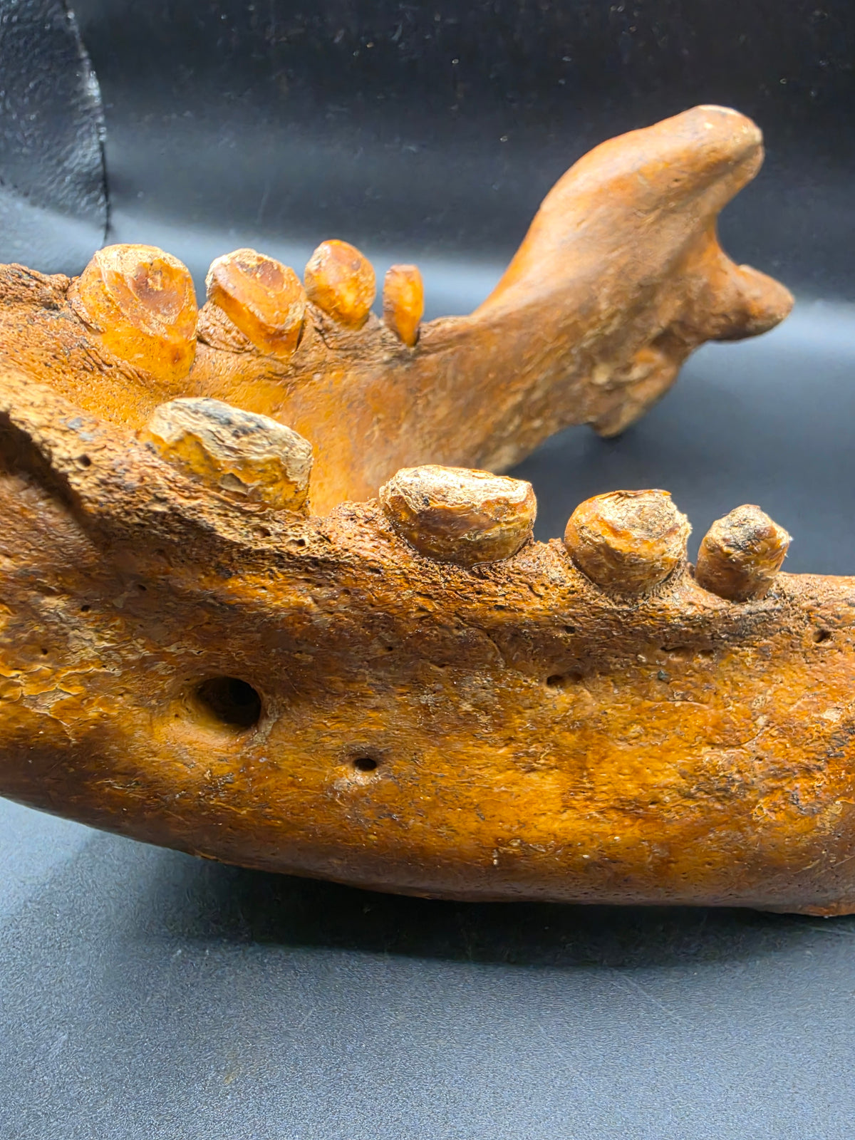 Odobenus rosmarus Fossil Full Lower Mandible – Pleistocene | St. Lawrence Island, Alaska