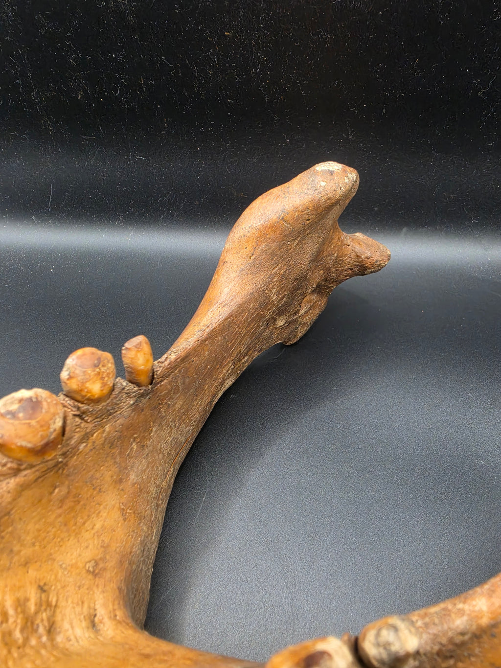 Odobenus rosmarus Fossil Full Lower Mandible – Pleistocene | St. Lawrence Island, Alaska