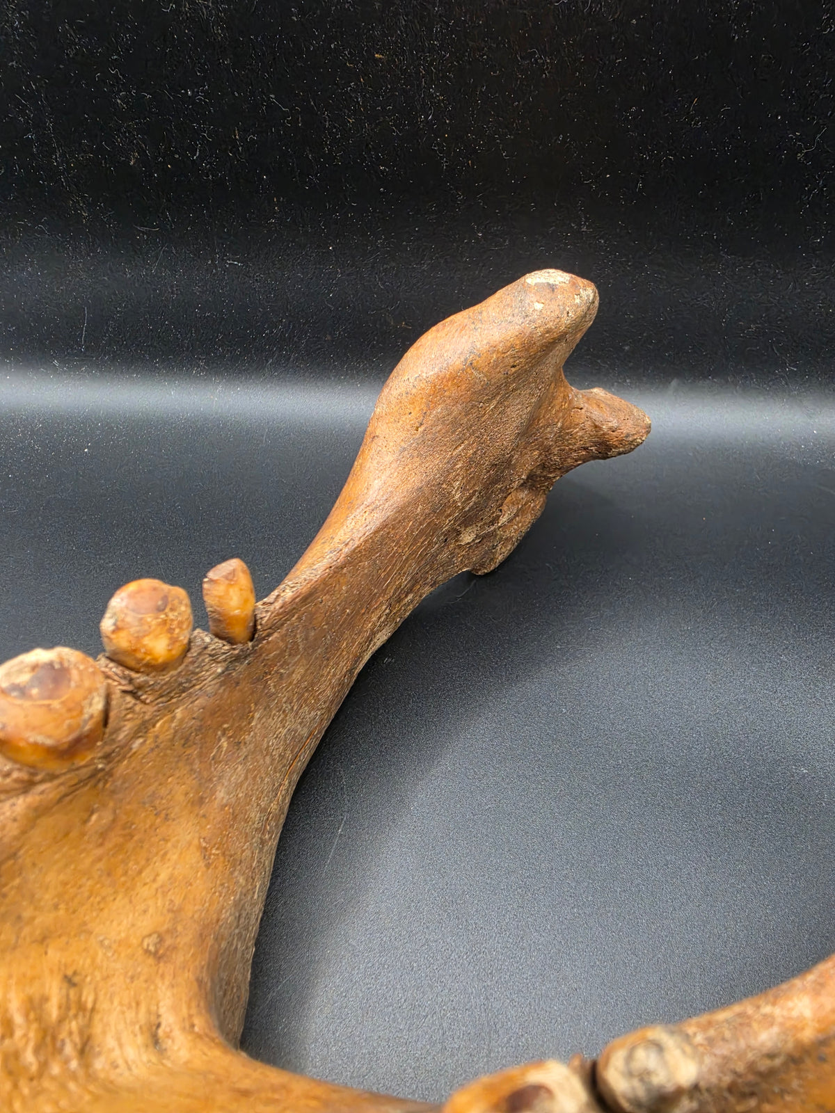 Odobenus rosmarus Fossil Full Lower Mandible – Pleistocene | St. Lawrence Island, Alaska