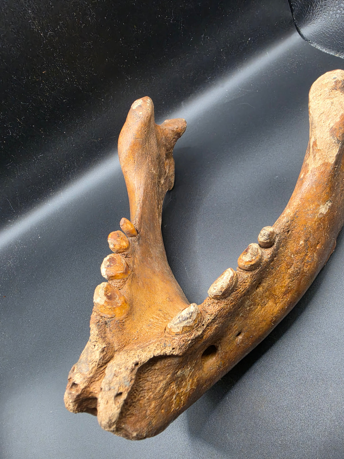 Odobenus rosmarus Fossil Full Lower Mandible – Pleistocene | St. Lawrence Island, Alaska