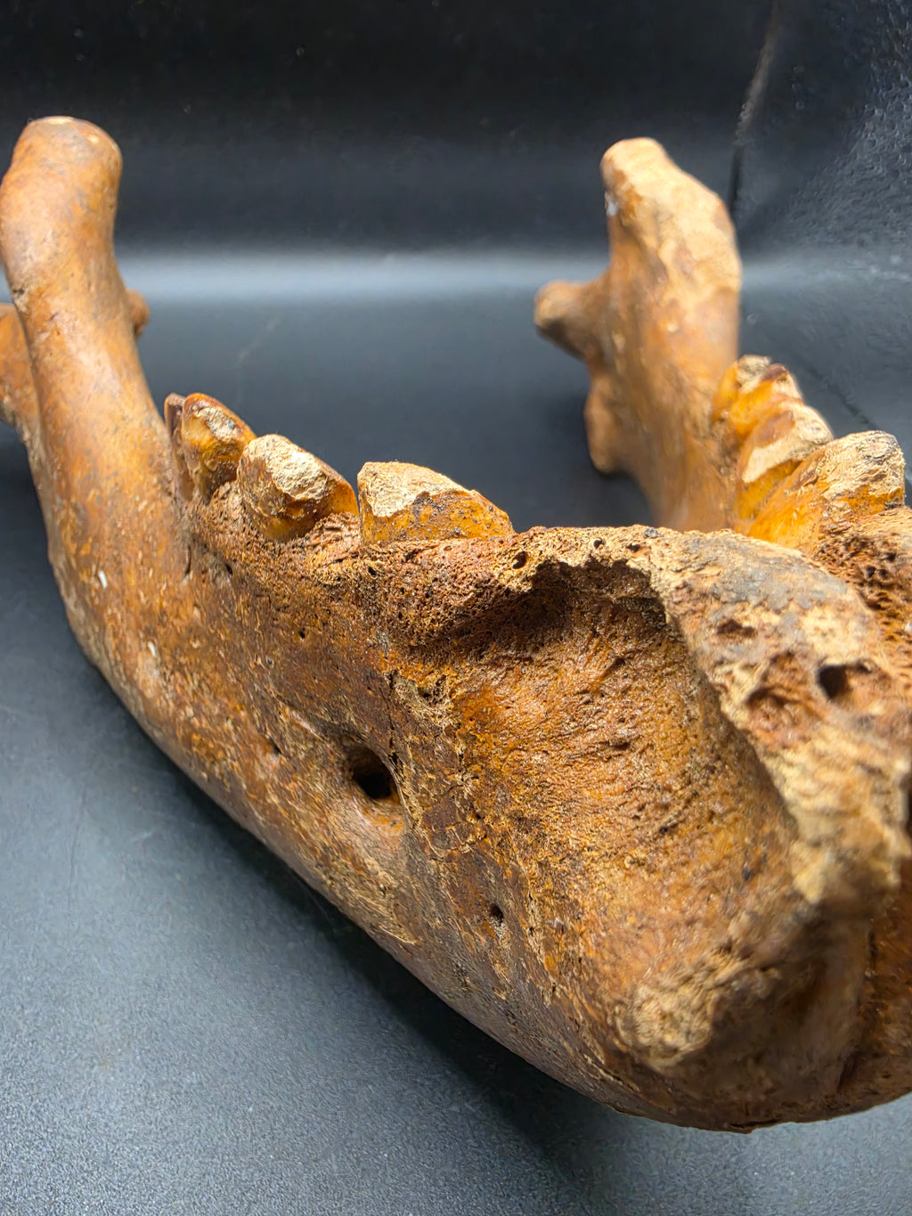 Odobenus rosmarus Fossil Full Lower Mandible – Pleistocene | St. Lawrence Island, Alaska