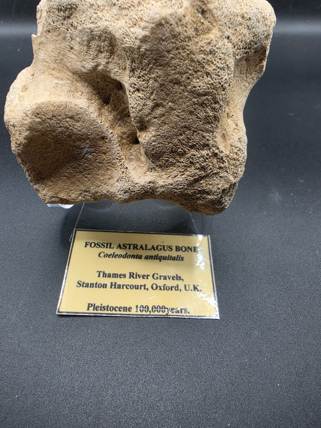 Coelodonta antiquitatis Fossil Astragalus Bone – Pleistocene | Stanton Harcourt, Oxford, UK