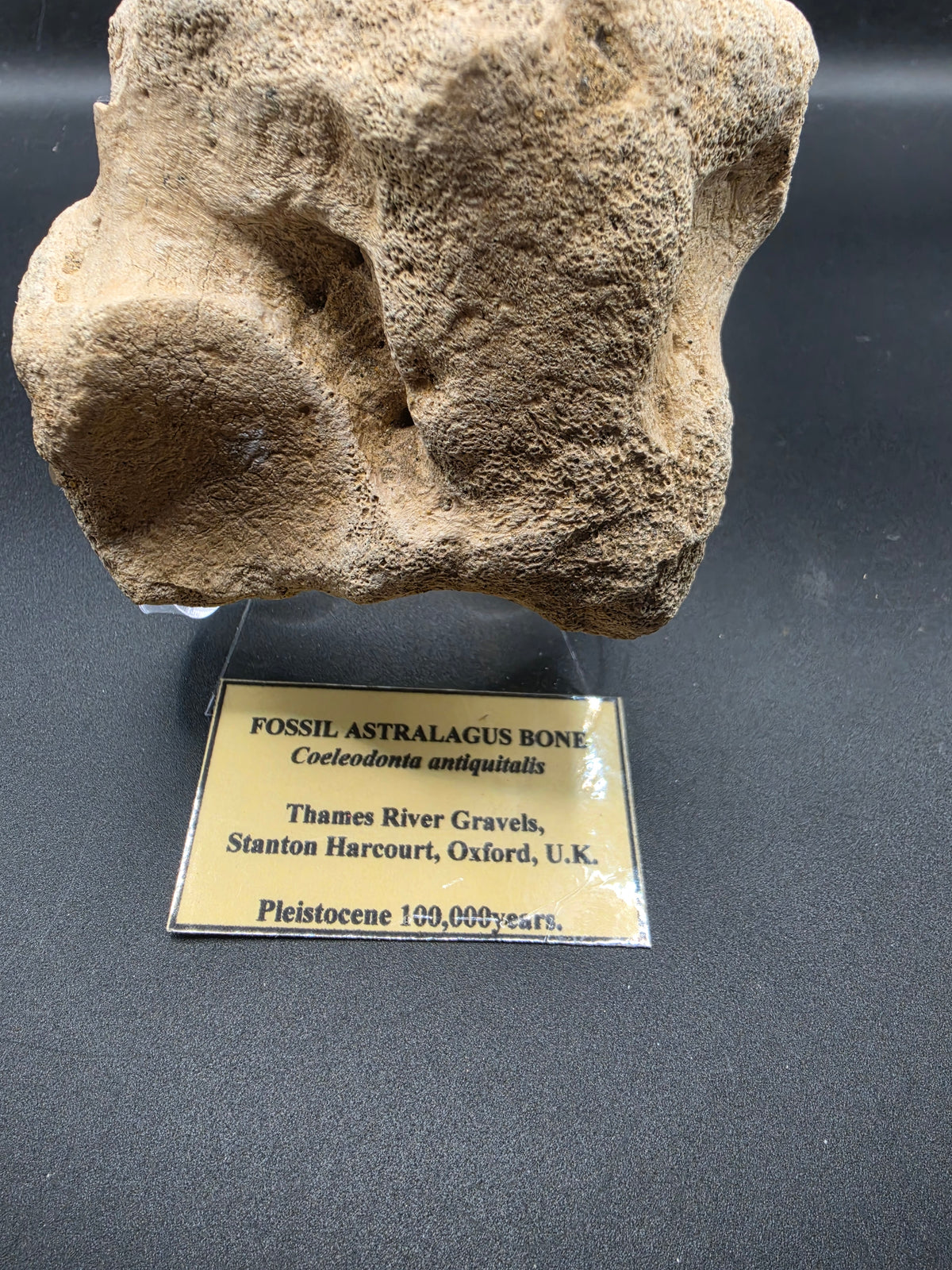 Coelodonta antiquitatis Fossil Astragalus Bone – Pleistocene | Stanton Harcourt, Oxford, UK