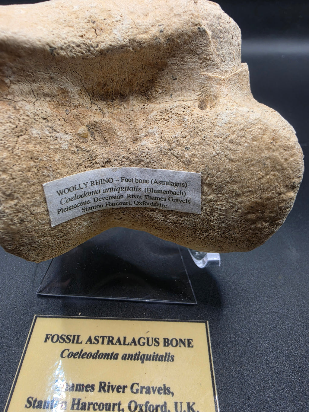 Coelodonta antiquitatis Fossil Astragalus Bone – Pleistocene | Stanton Harcourt, Oxford, UK