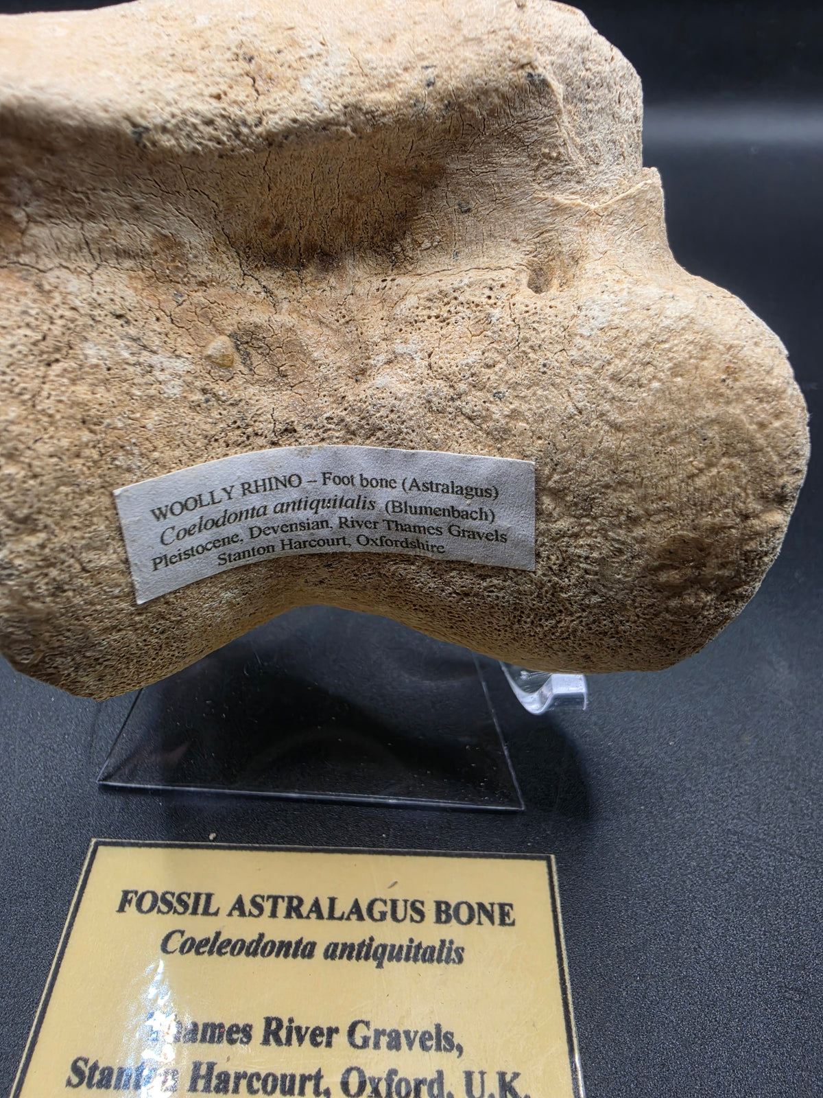 Coelodonta antiquitatis Fossil Astragalus Bone – Pleistocene | Stanton Harcourt, Oxford, UK