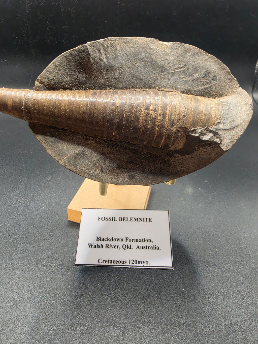 Belemnite Fossil in Matrix – Cretaceous | Blackdown Formation, Walsh River, QLD